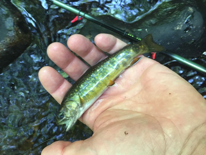 Needle Shop Brookie